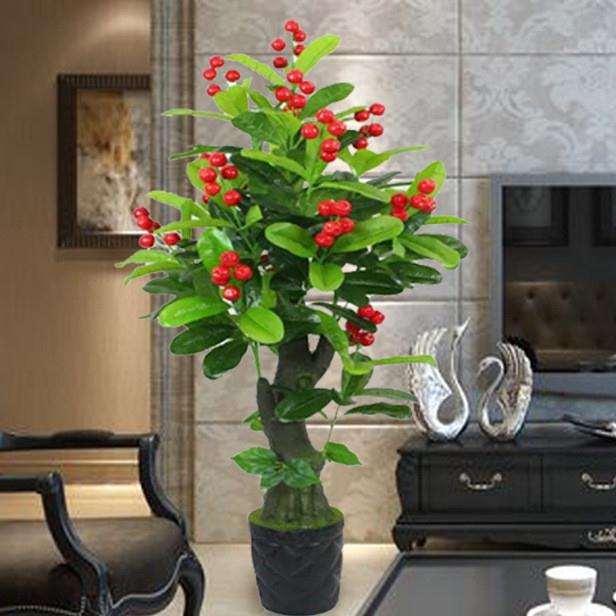 客厅盆景怎么摆放对风水最好