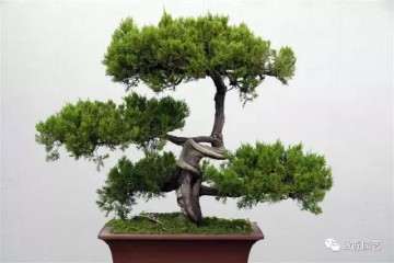 盆景收藏的升值空间有多大