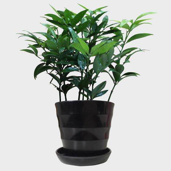 家里的客厅盆栽风水有什么注意事项