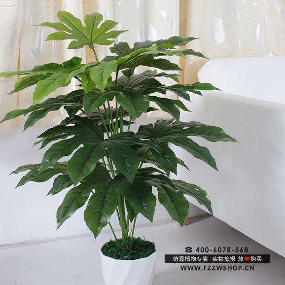 花木盆景租卖店有钱景