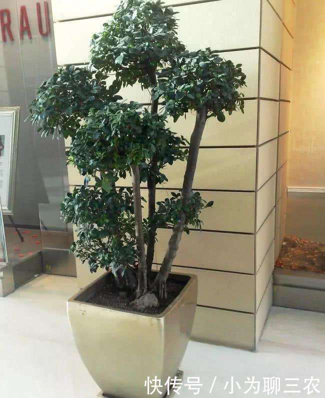 让绿色植物盆景成为家居好朋友