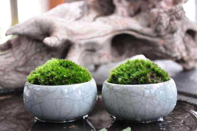 家里苔藓盆景植物盆栽单元设计