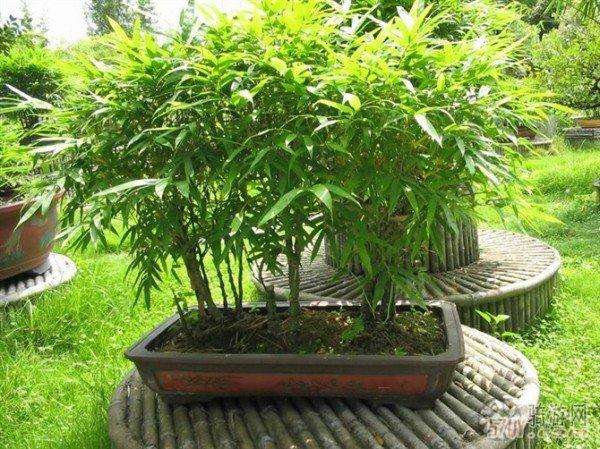 如何移栽山上的野竹制作成盆景