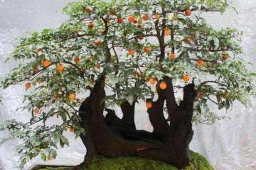 金弹子老桩盆景造型用金属丝来定型