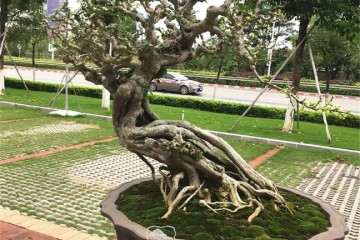 盆景艺术的改革创新是打开市场的中心环节