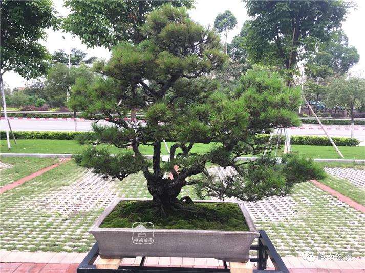 南方的特有树木盆景出现在北方的展台