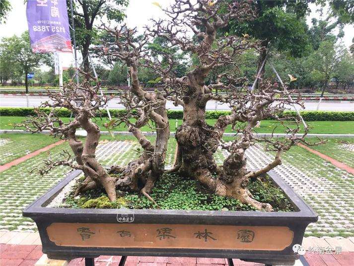 怎么重点发展中小型盆景的方法