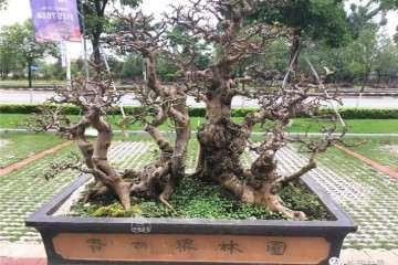 怎么重点发展中小型盆景的方法 图片