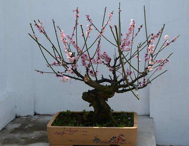 北方梅花盆景怎么造型的方法 图片