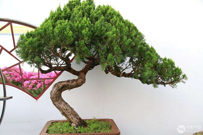 龙柏盆景怎么栽培管理的2个方法