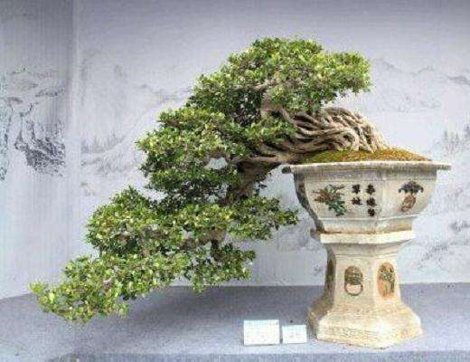 图解 倒挂抬头式悬崖盆景怎么造型设计