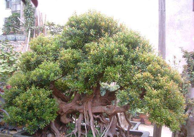 赤楠盆景怎么养护的3个方法