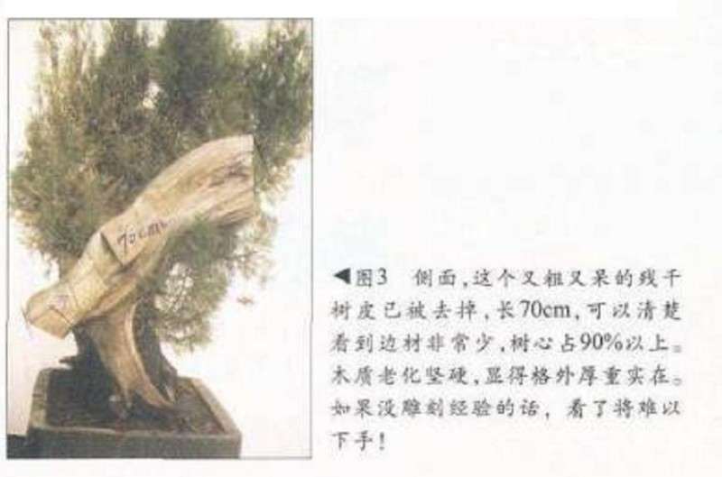 图解 侧柏舍利干盆景怎么造型设计的过程