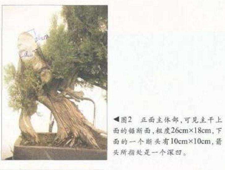 图解 侧柏舍利干盆景怎么造型设计的过程