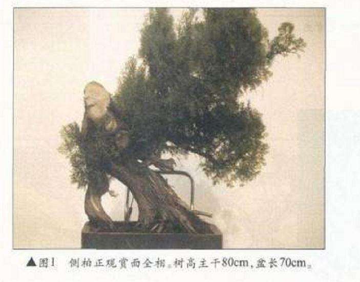 图解 侧柏舍利干盆景怎么造型设计的过程