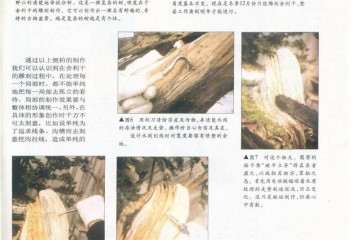 图解 侧柏舍利干盆景怎么造型设计的过程