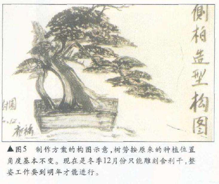 图解 侧柏舍利干盆景怎么造型设计的过程