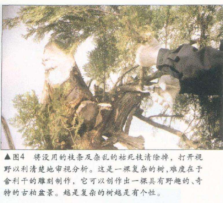 图解 侧柏舍利干盆景怎么造型设计的过程