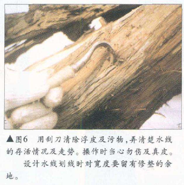 图解 侧柏舍利干盆景怎么造型设计的过程