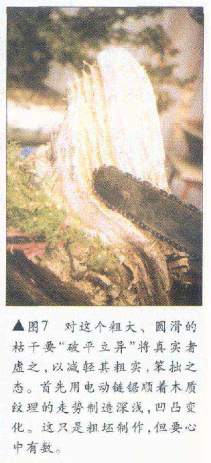 图解 侧柏舍利干盆景怎么造型设计的过程