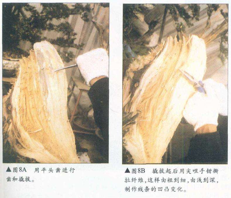 图解 侧柏舍利干盆景怎么造型设计的过程