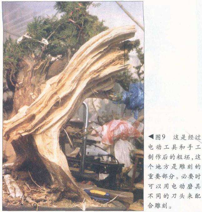 图解 侧柏舍利干盆景怎么造型设计的过程