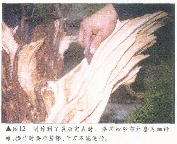 图解 侧柏舍利干盆景怎么造型设计的过程