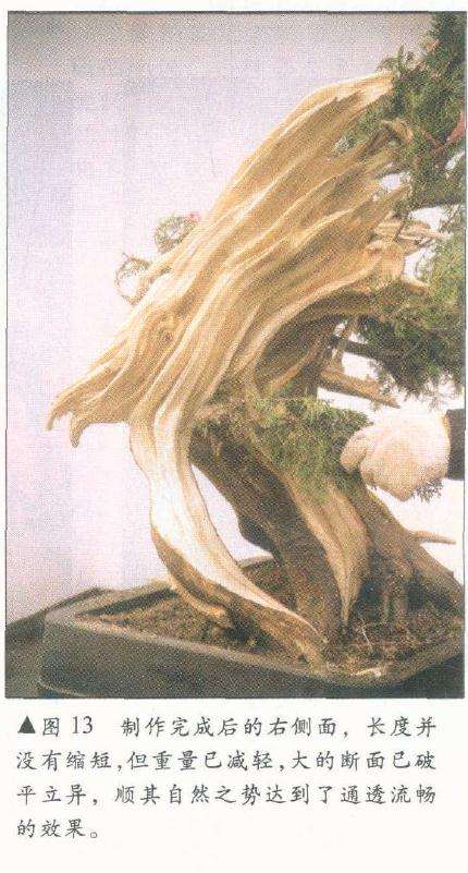 图解 侧柏舍利干盆景怎么造型设计的过程