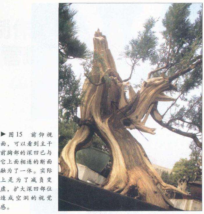 图解 侧柏舍利干盆景怎么造型设计的过程