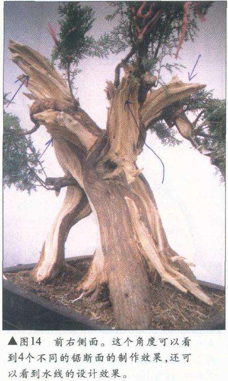 图解 侧柏舍利干盆景怎么造型设计的过程
