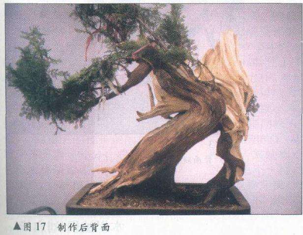 图解 侧柏舍利干盆景怎么造型设计的过程