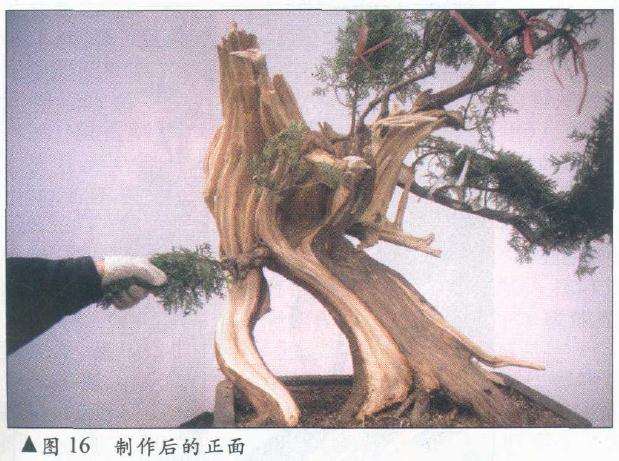 图解 侧柏舍利干盆景怎么造型设计的过程