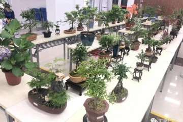 2019年 汇仁馨苑小区举办首届盆景展