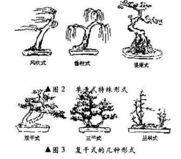 图解 微型盆景制作的基本设计技艺