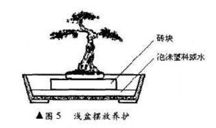 图解 微型盆景制作的基本设计技艺