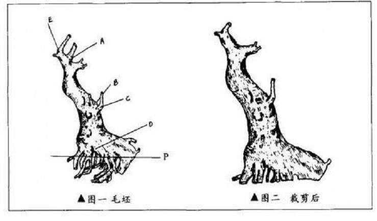 图解 三角枫盆景怎么造型设计的4个方法