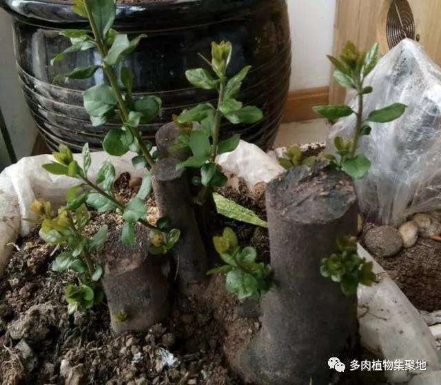 金弹子盆景怎么开花结果的方法 图片