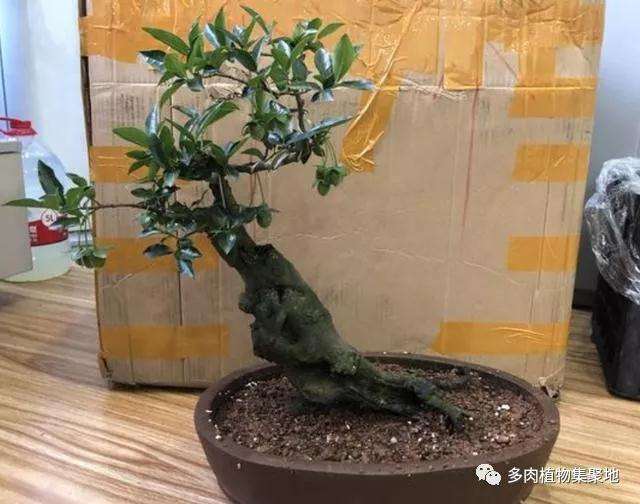 金弹子盆景怎么开花结果的方法 图片