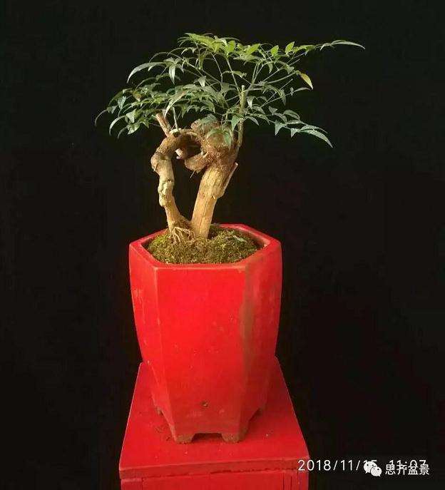 南天竹下山桩怎么制作造型