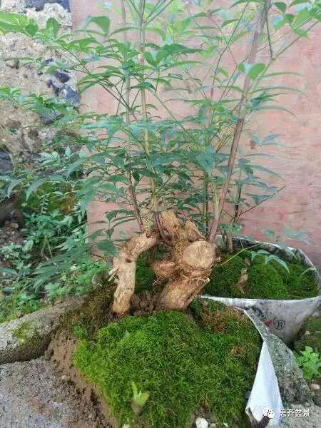 南天竹下山桩怎么制作造型