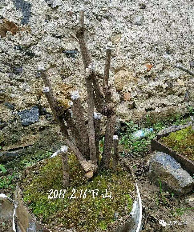 南天竹下山桩怎么制作造型