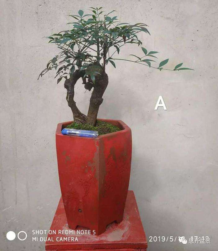 南天竹下山桩怎么制作造型