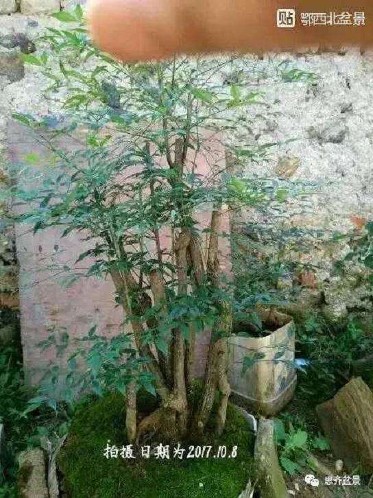 南天竹下山桩怎么制作造型