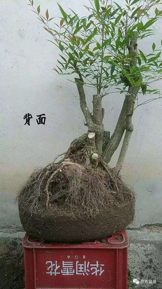 南天竹下山桩怎么制作造型