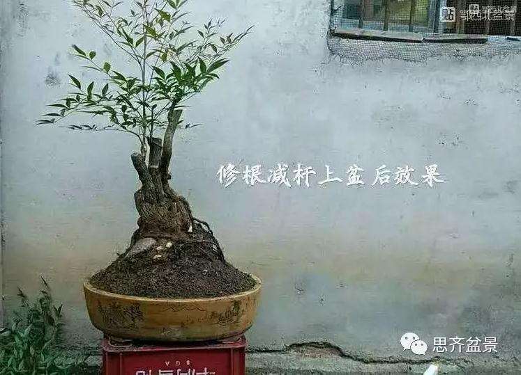 南天竹下山桩怎么制作造型