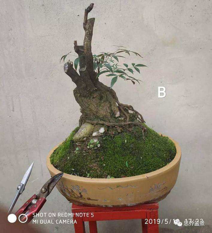 南天竹下山桩怎么制作造型