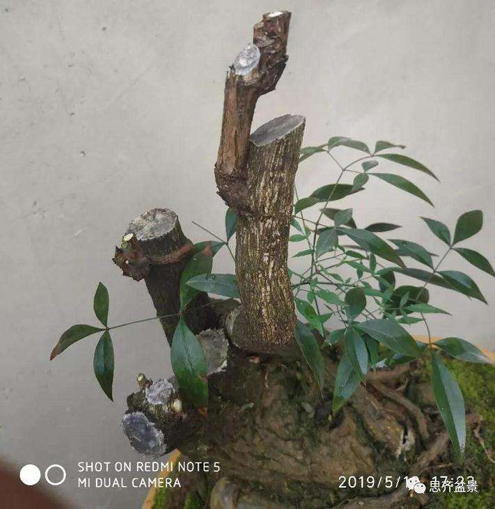 南天竹下山桩怎么制作造型