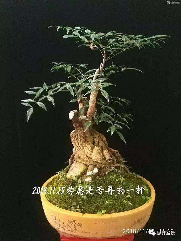 南天竹下山桩怎么制作造型