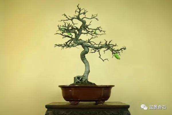 木瓜海棠盆景如何制作造型的方法