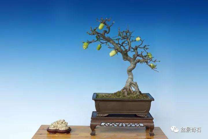 木瓜海棠盆景如何制作造型的方法